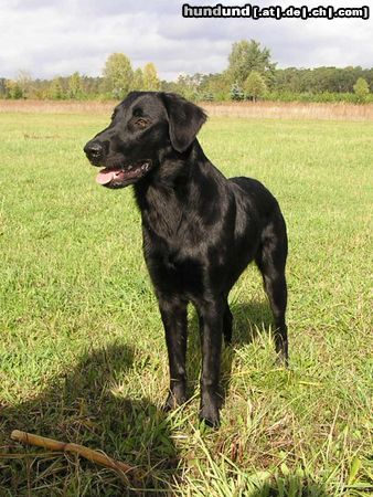 Flat Coated Retriever Hunde Foto 16490 in höherer Auflösung ansehen Flat Coated Retriever Hessi z Kroukartí