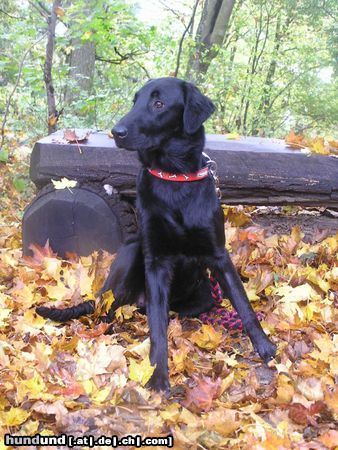 Flat Coated Retriever Hunde Foto 16486 in höherer Auflösung ansehen Flat Coated Retriever Hessi z Kroukartí