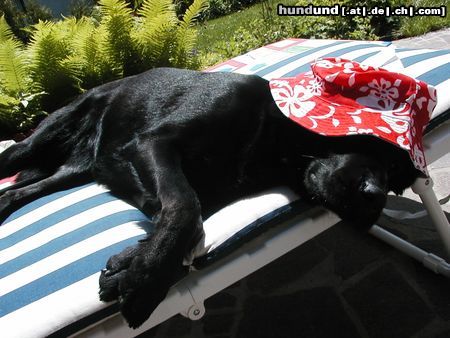 Flat Coated Retriever Hunde Foto 12026 Flat Coated Retriever black beauty (gina)