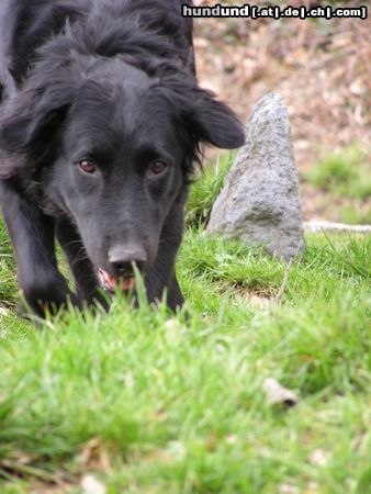 Flat Coated Retriever Hunde Foto 12277 Flat Coated Retriever gleich hab ich dich