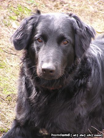 Flat Coated Retriever Hunde Foto 12276 Flat Coated Retriever anja...flat-coated/border-collimix