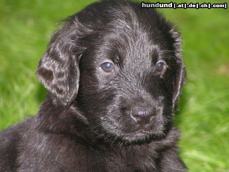 Flat Coated Retriever Ancestors Pride Welpe 6 Wochen alt