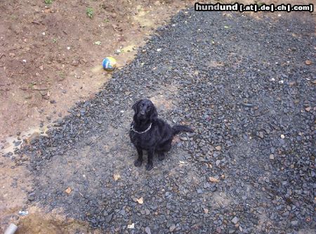 Flat Coated Retriever Hunde Foto 4026 Flat Coated Retriever Pearl (w) 8 monate