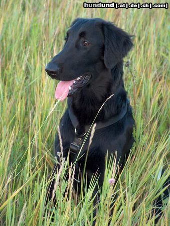 Flat Coated Retriever Hunde Foto 9558 Flat Coated Retriever Fai z Vlcich Luk vel Plaster