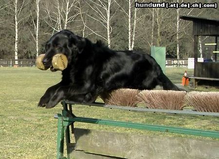 Flat Coated Retriever Hunde Foto 7086 Flat Coated Retriever Fricco vom Retrieverzwinger