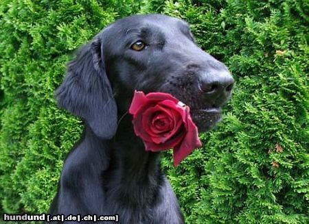 Flat Coated Retriever Hunde Foto 12339 Flat Coated Retriever Belinda Francis von Helping Hounds