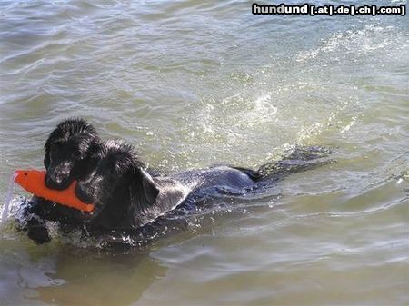 Flat Coated Retriever Zu Zweit geht alles besser!