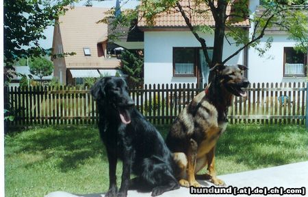 Flat Coated Retriever Hunde Foto 11142 Flat Coated Retriever Joy und Chicco