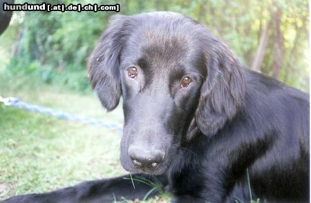Flat Coated Retriever Hunde Foto 8614 Flat Coated Retriever Joy