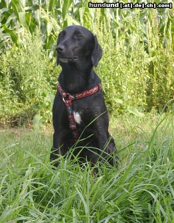 Flat Coated Retriever Flat-Mix SHARI 