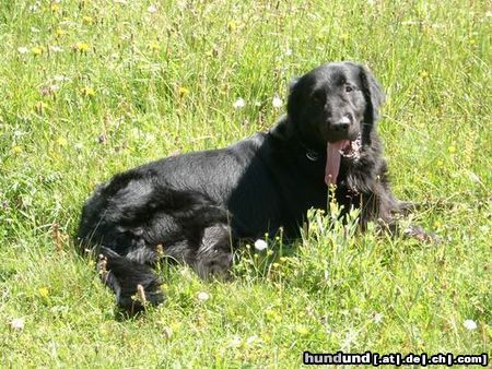 Flat Coated Retriever Hunde Foto 7832 Flat Coated Retriever Sommerwiese
