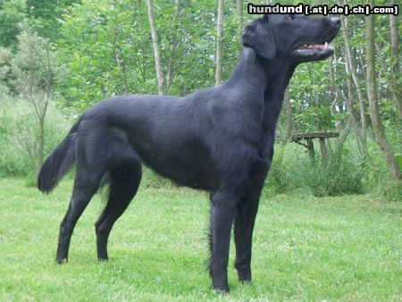 Flat Coated Retriever Hunde Foto 12337 Flat Coated Retriever Belinda Francis von Helping Hounds