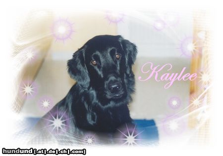 Flat Coated Retriever Hunde Foto 3800 Flat Coated Retriever Ich verzaubere Dich!