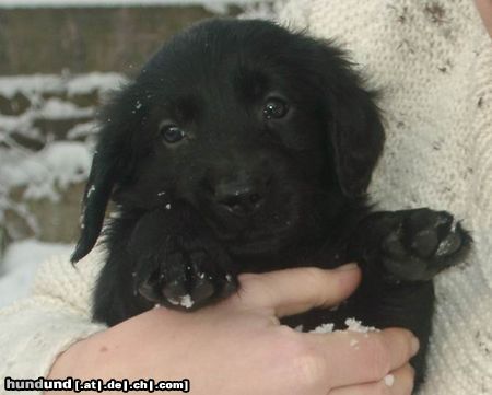 Flat Coated Retriever Hunde Foto 8578 Flat Coated Retriever ...auf die weite Welt