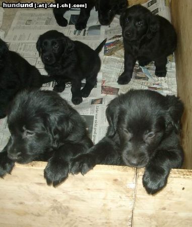Flat Coated Retriever Hunde Foto 8577 Flat Coated Retriever Warten...