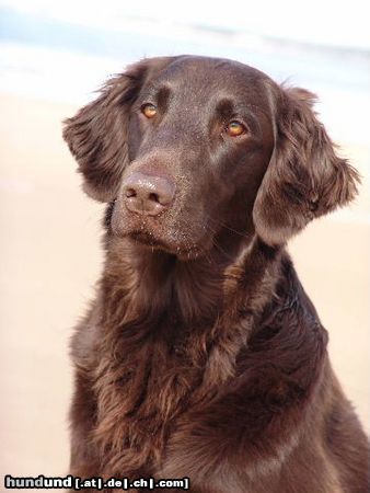 Flat Coated Retriever Hunde Foto 10869 Flat Coated Retriever Umbra