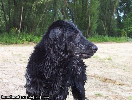 Flat Coated Retriever Hunde Foto 4389 Flat Coated Retriever Yiska, my 4 year old flatcoat.
