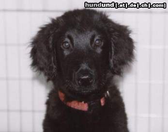 Flat Coated Retriever Hunde Foto 9561 Flat Coated Retriever als ich noch klein war....