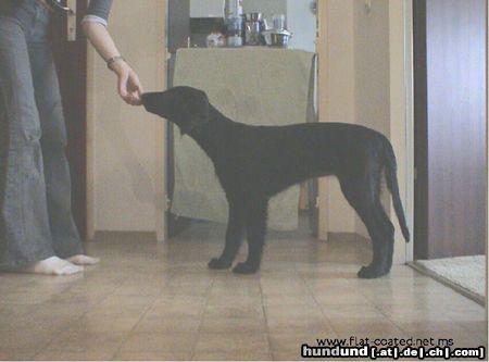 Flat Coated Retriever Hunde Foto 4588 Flat Coated Retriever Zoi 14 Wochen