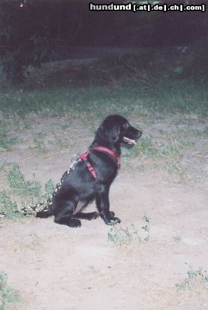 Flat Coated Retriever Hunde Foto 4481 Flat Coated Retriever Zoi (13 Wochen) sehr sehr aufmerksam, einfach total süß