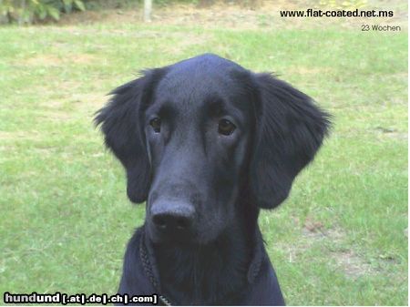 Flat Coated Retriever Hunde Foto 5531 Flat Coated Retriever Belinda Francis von Helping Hounds (
