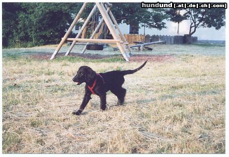 Flat Coated Retriever Hunde Foto 4435 Flat Coated Retriever Zoi mit 12 Wochen