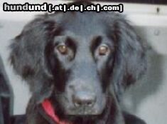 Flat Coated Retriever Hunde Foto 4587 Flat Coated Retriever Zoi - Kpfportrait