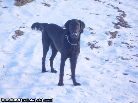 Flat Coated Retriever Hunde Foto 8406 Flat Coated Retriever Zoi im Schnee