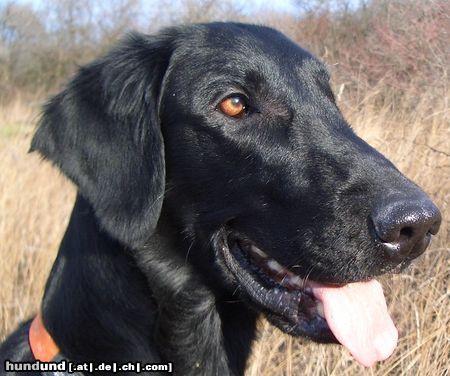 Flat Coated Retriever Hunde Foto 17901 in höherer Auflösung ansehen Flat Coated Retriever