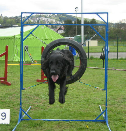 Flat Coated Retriever Agility macht Spass