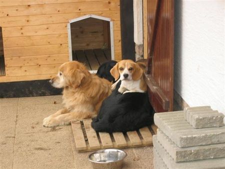 Flat Coated Retriever Max und Apollo und Cousin 