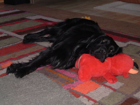 Flat Coated Retriever Ein schwarzer und ein roter Teufel