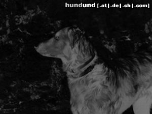 Flat Coated Retriever Hunde Foto 13669 Flat Coated Retriever mal wieder ein foto von anja