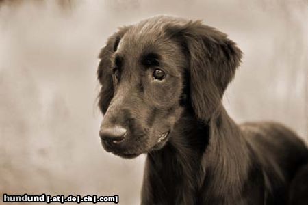 Flat Coated Retriever Hunde Foto 2918 Flat Coated Retriever Kaylee mit 15 Wochen
