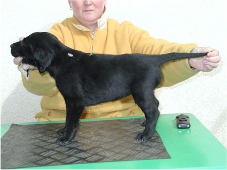 Flat Coated Retriever Hunde Foto 2092 Flat Coated Retriever Baily mit 7 Wochen