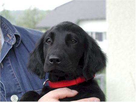 Flat Coated Retriever Hunde Foto 1184 Flat Coated Retriever Ch. Camwood Be Happy Baily