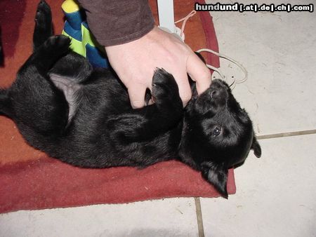Flat Coated Retriever Hunde Foto 3601 Flat Coated Retriever bella vier wochen alt