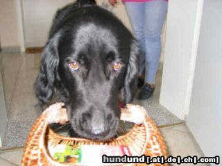 Flat Coated Retriever Hunde Foto 12324 Flat Coated Retriever