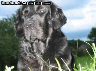 Flat Coated Retriever Hunde Foto 12321 Flat Coated Retriever