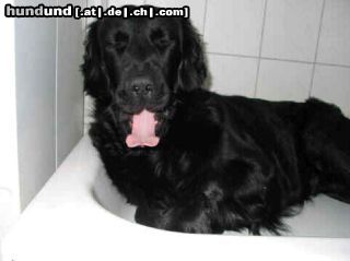 Flat Coated Retriever Hunde Foto 12323 Flat Coated Retriever