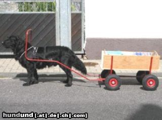 Flat Coated Retriever Hunde Foto 12322 Flat Coated Retriever