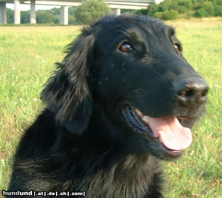 Flat Coated Retriever Hunde Foto 4700 Flat Coated Retriever Umbra