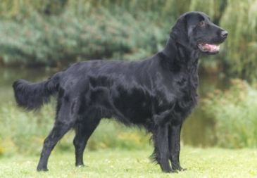 Flat Coated Retriever Hunde Foto 1124 Flat Coated Retriever