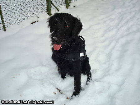 Flat Coated Retriever Hunde Foto 46585 in höherer Auflösung ansehen Flat Coated Retriever Schnee:mein Element