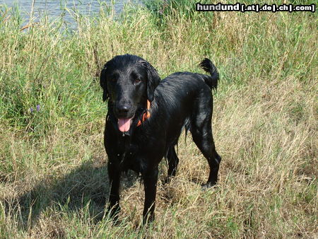 Flat Coated Retriever