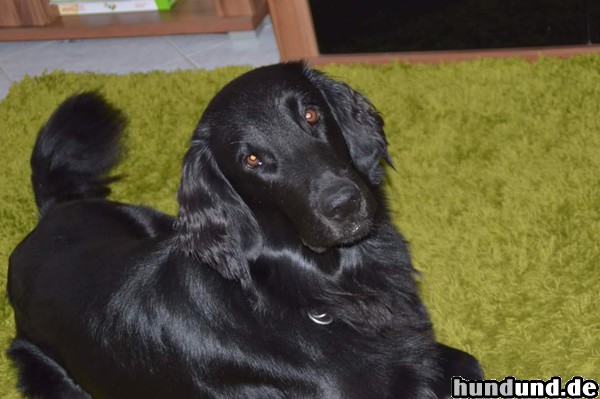 Flat Coated Retriever Rio, der Schöne lässt sich gerne bewundern und fotografieren. 