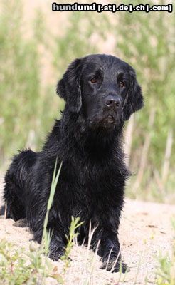 Flat Coated Retriever so Aufmerksam