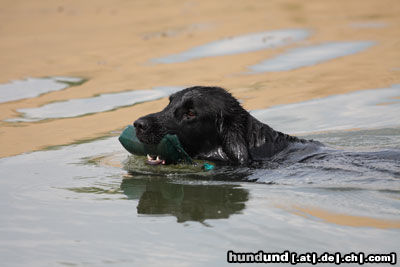 Flat Coated Retriever in seinem Element