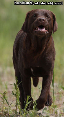 Flat Coated Retriever hallo...