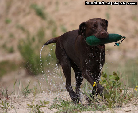 Flat Coated Retriever mein Job